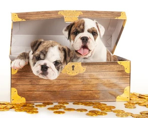 bulldogs in treasure